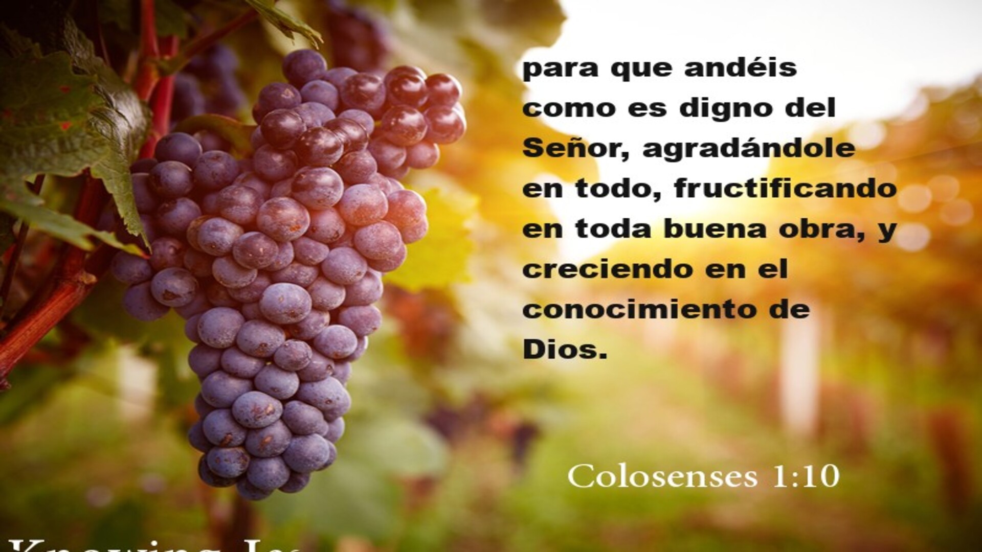 Colosenses 1:10 (black)